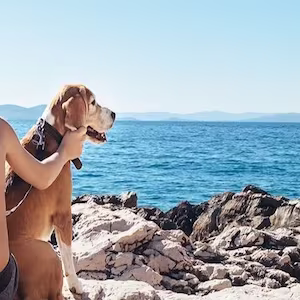 pet friendly holidays